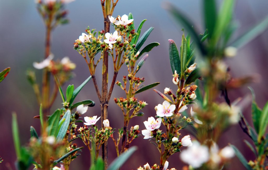 Flores do Cerrado