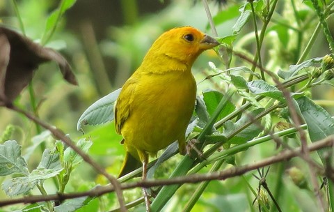 Canarinho