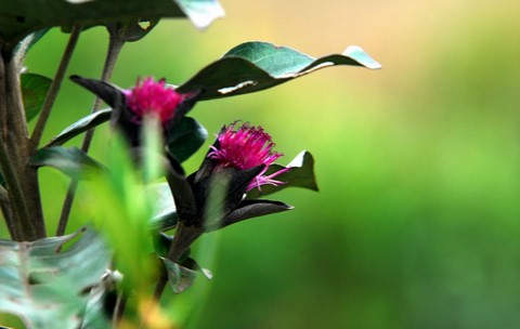 Flor do Cerrado