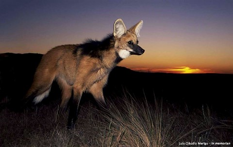 Lobo-guará